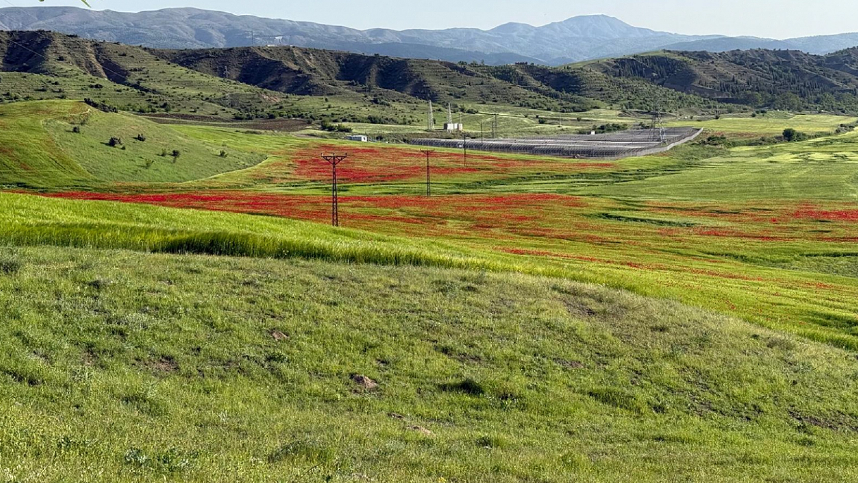 Elazığ'da gelincikler görsel şöleniyle mest etti
