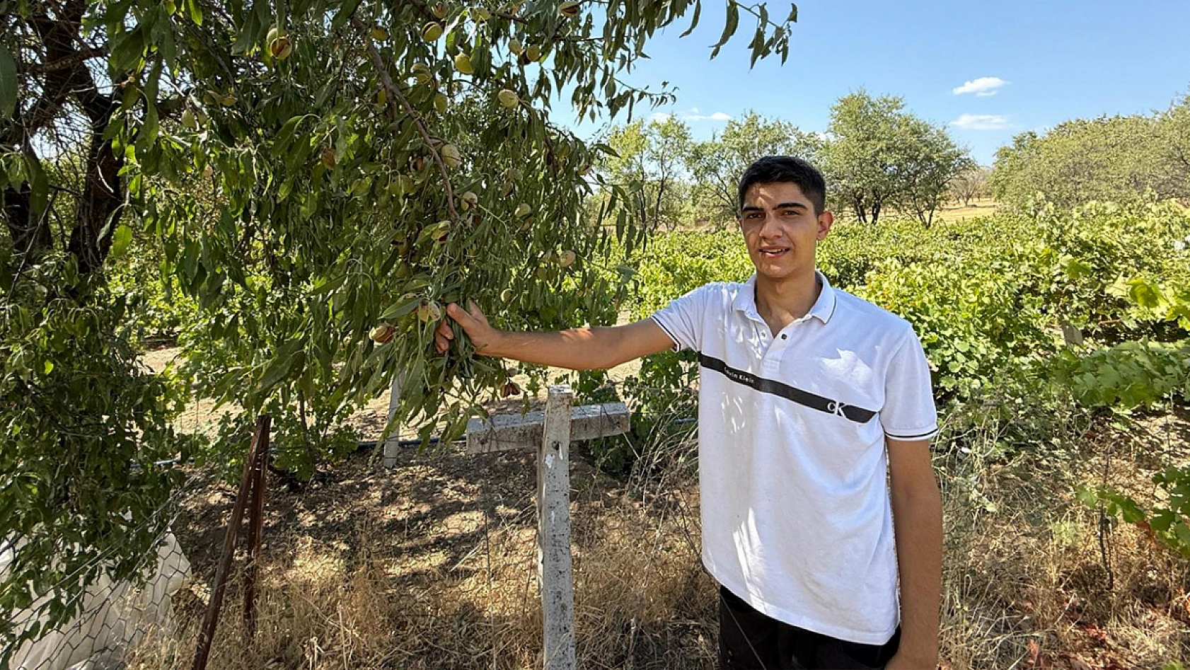 Elazığ'da hasadı başladı: rekolte düşük, fiyatlar hayal kırıklığı yarattı