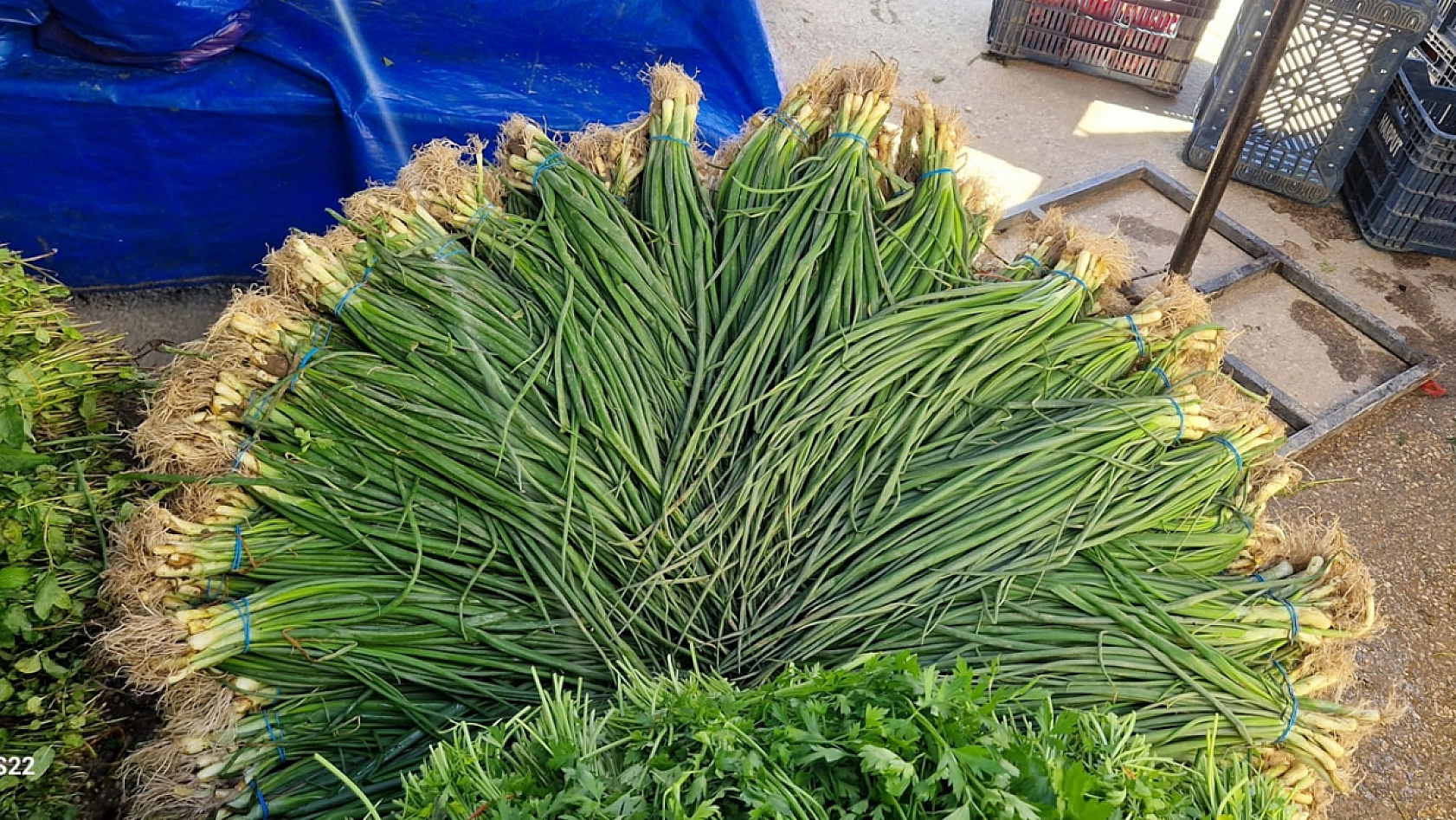 Elazığ'da pazarcılar: 'Yeşillikte verim yüksek, fiyatlar uygun'