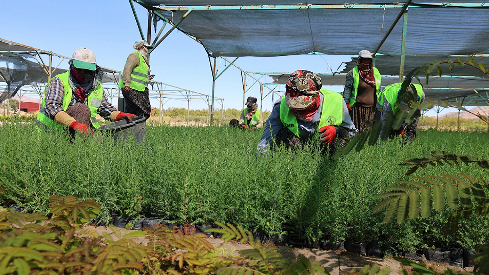 Elazığ'da kadınlar fidanları bir bebek gibi büyütüyor
