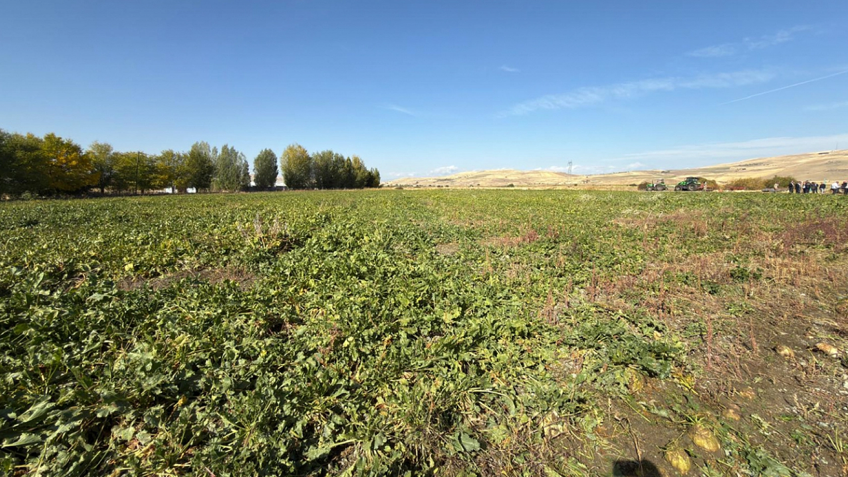 Elazığ'da Vali Hatipoğlu direksiyona geçti, şeker pancarı hasadı yaptı