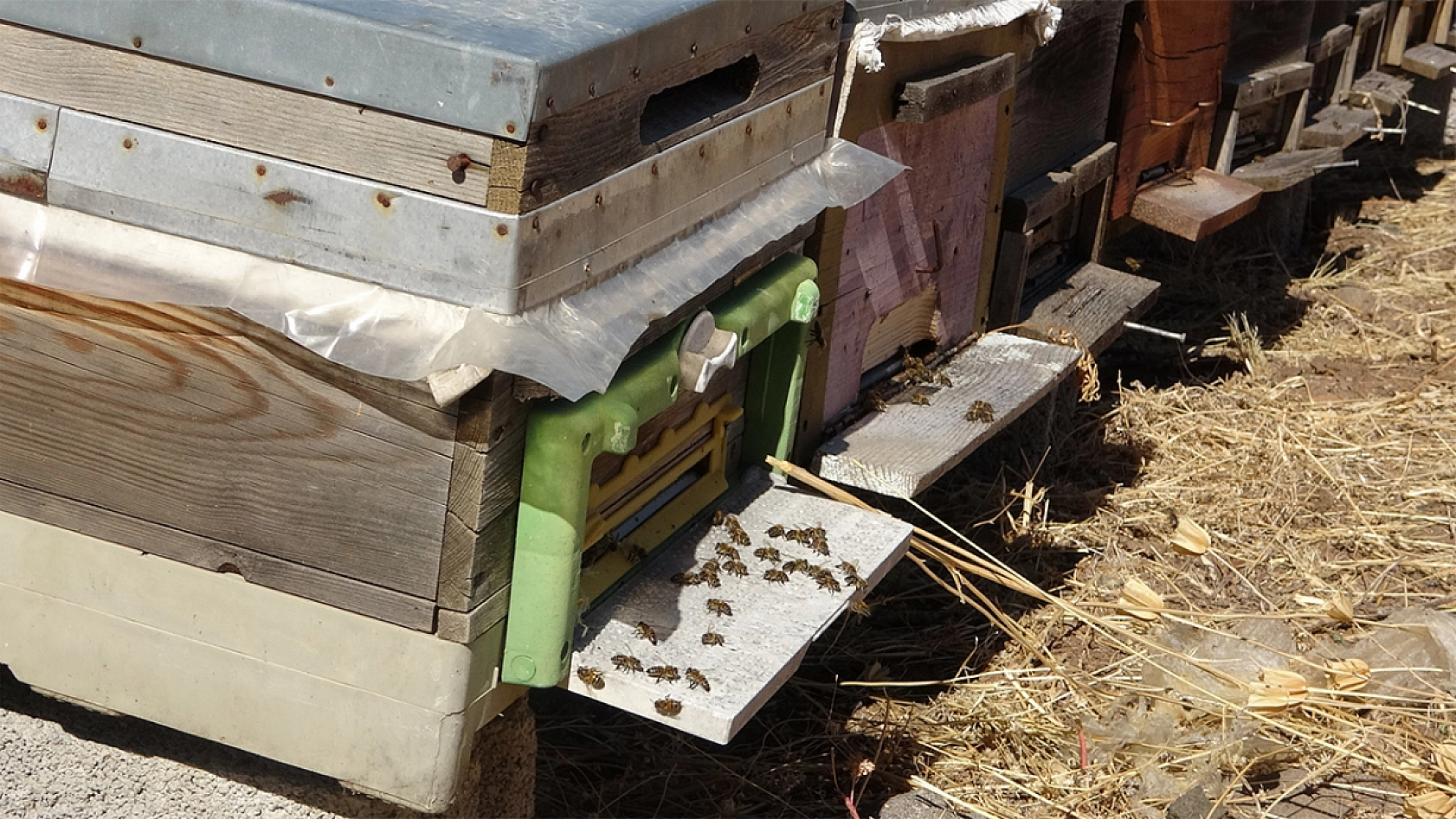 İklim değişikliği arıları etkiledi: Tunceli'de rekolte 900 tona düştü