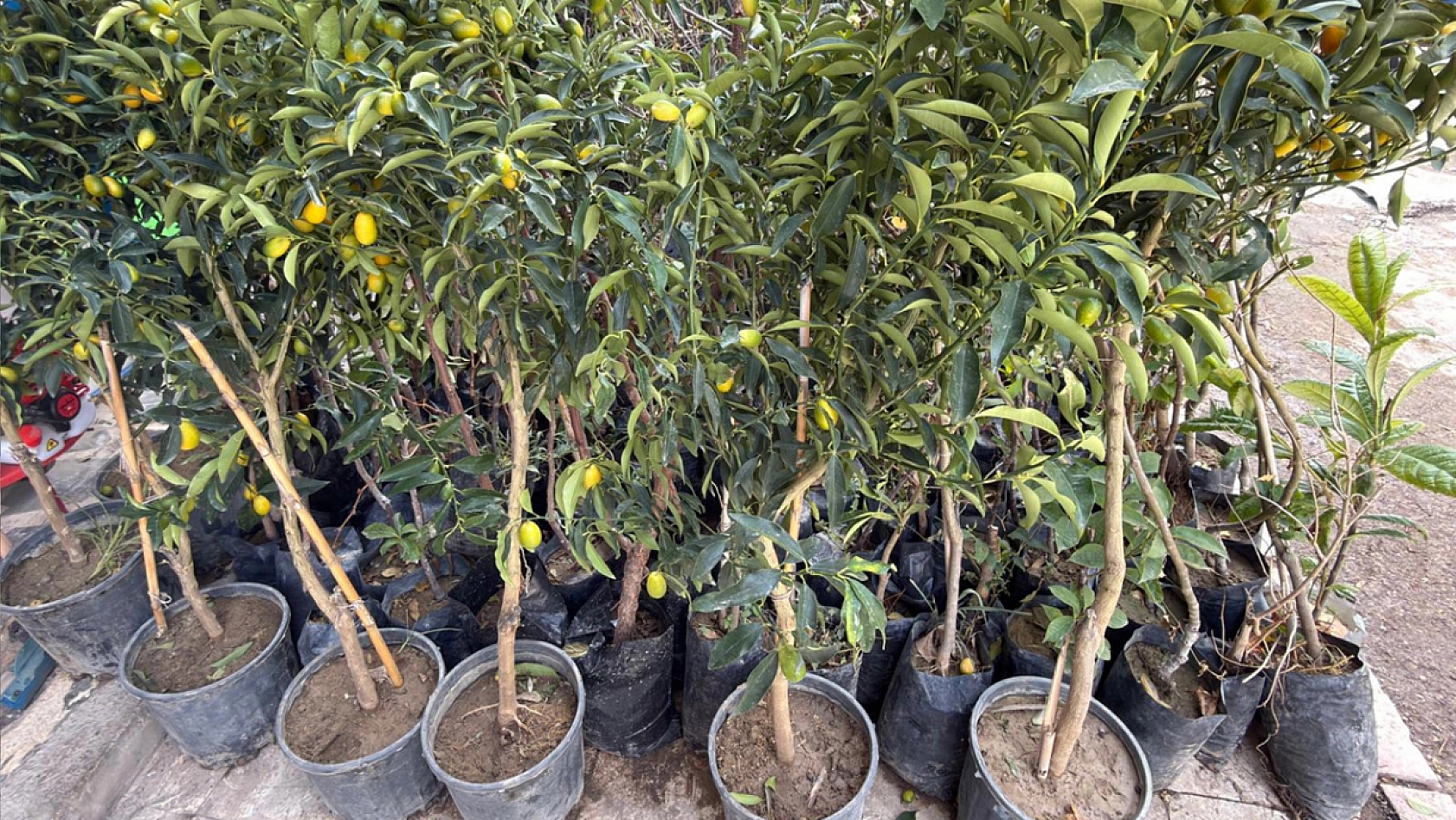 Elazığ dikim zamanı, sertifikasız ürünlerle zaman kaybetmeyin