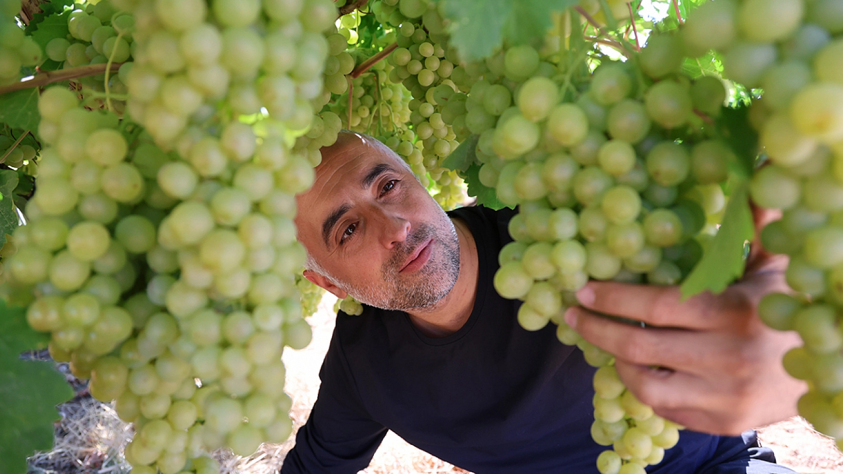 Elazığ'da üzüm hasadı için geri sayım başladı