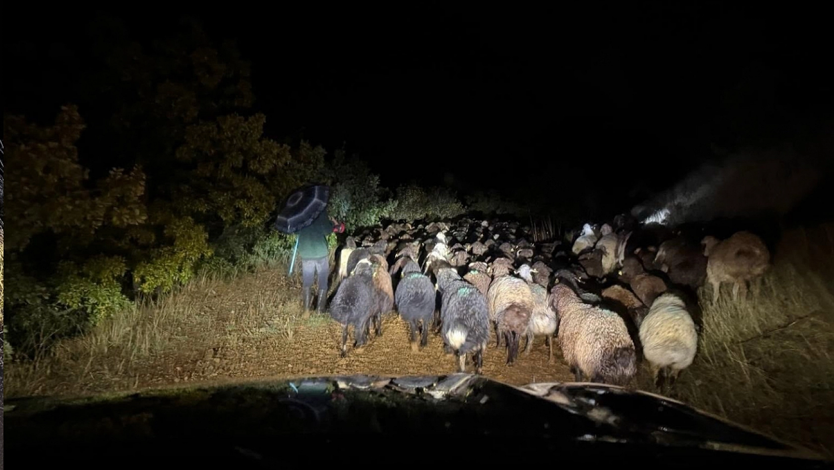 Elazığ'da dağlık alanda mahsur kalan çoban ve 200 küçükbaş hayvanı kurtarıldı