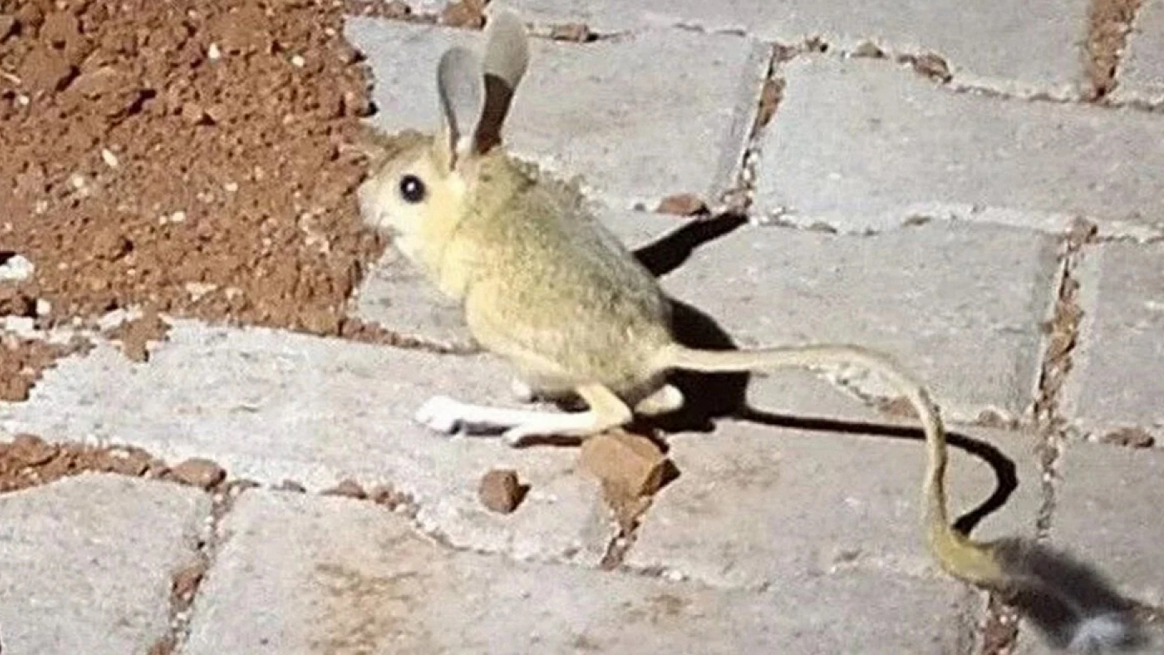 Dünya'nın en ilginç 19 hayvanından biri Elazığ'da görüldü: Görenler direkt bunu yapıyor