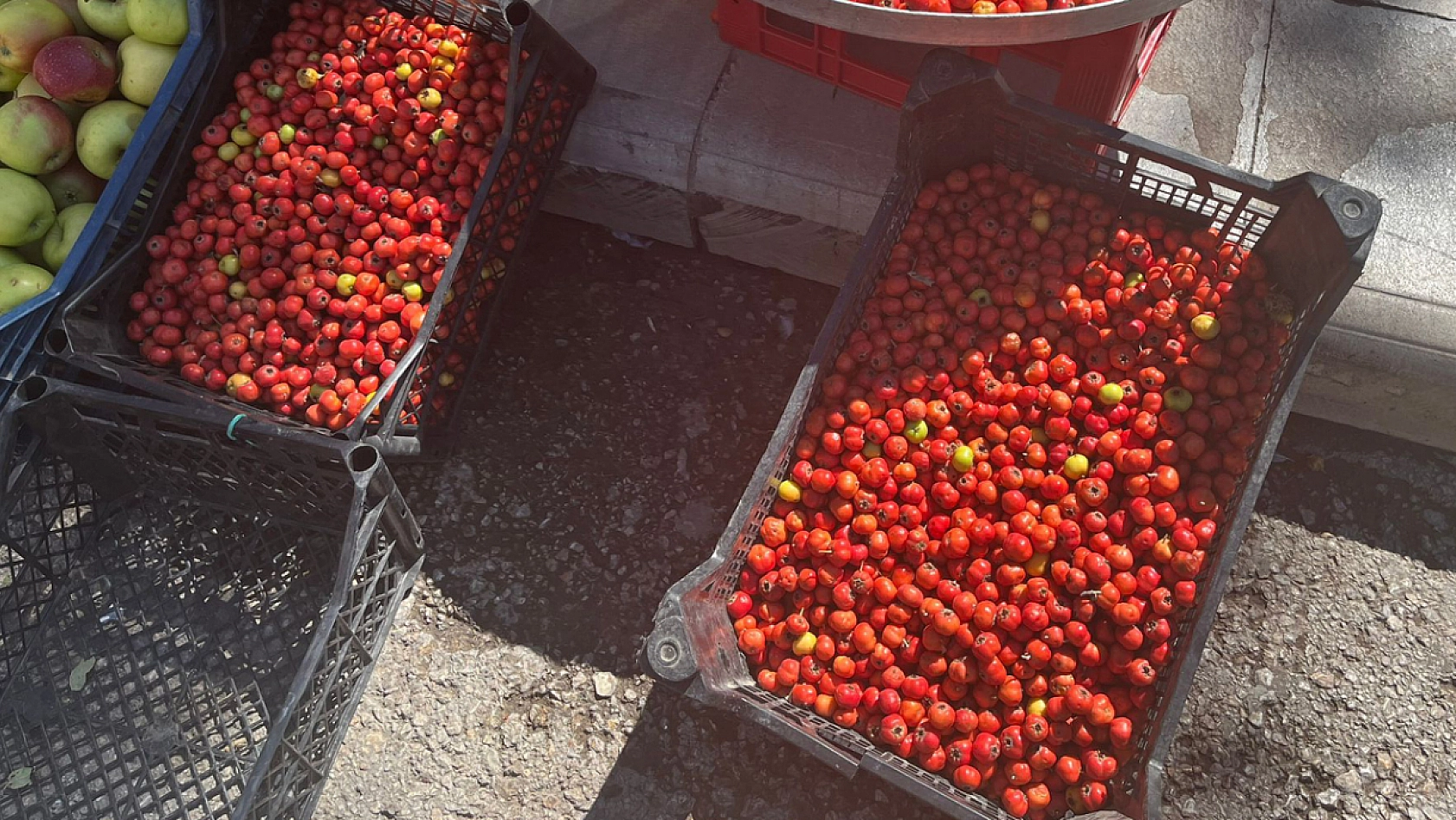 Elazığ'da Şimdi Tam Zamanı 80 Liradan Tezgahlarda Yerini Aldı
