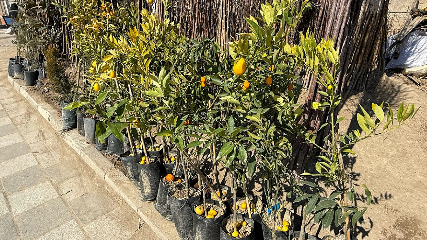 Elazığ'da soğuk hava o sektörü de dondurdu