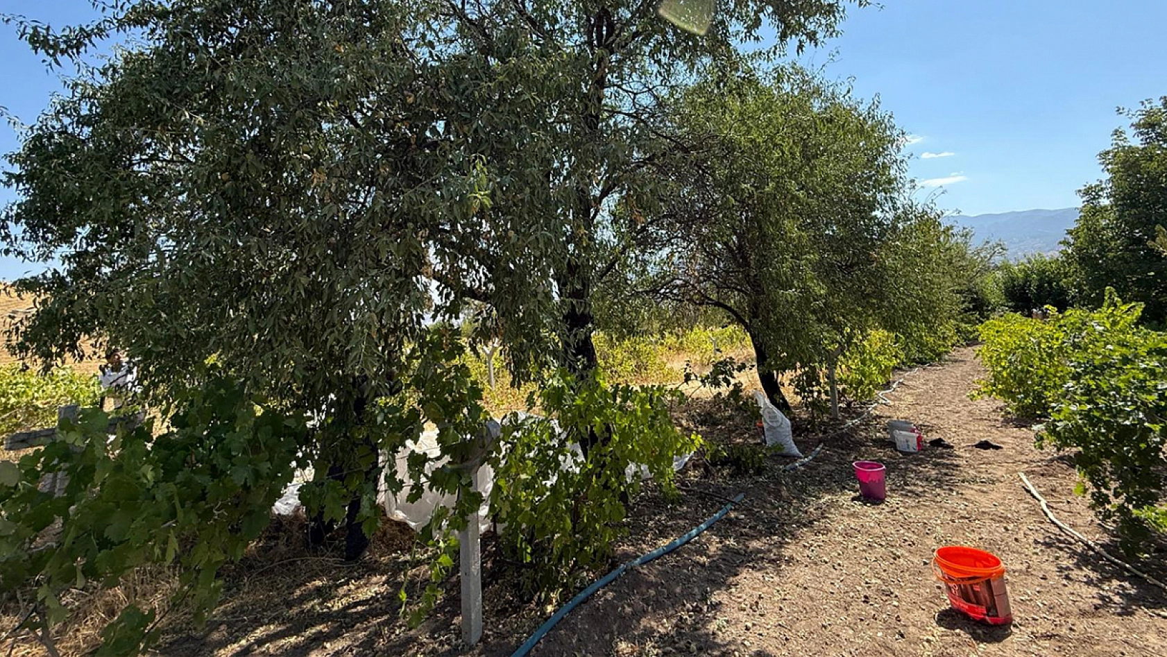 Elazığ'da hasadı başladı: rekolte düşük, fiyatlar hayal kırıklığı yarattı