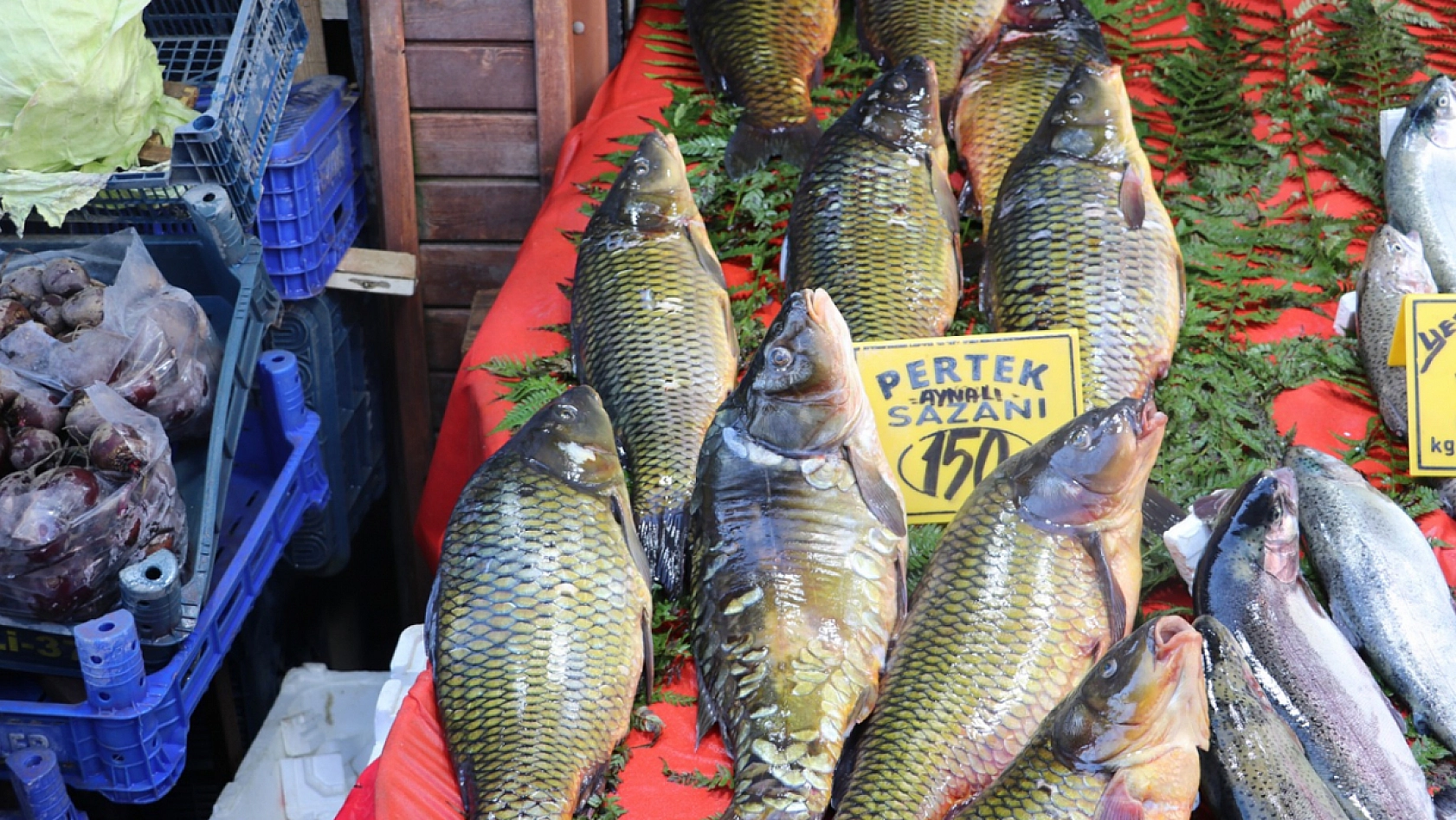 Elazığlı vatandaştan balık fiyatlarına tepki: 'Bunun pulları altından mı'
