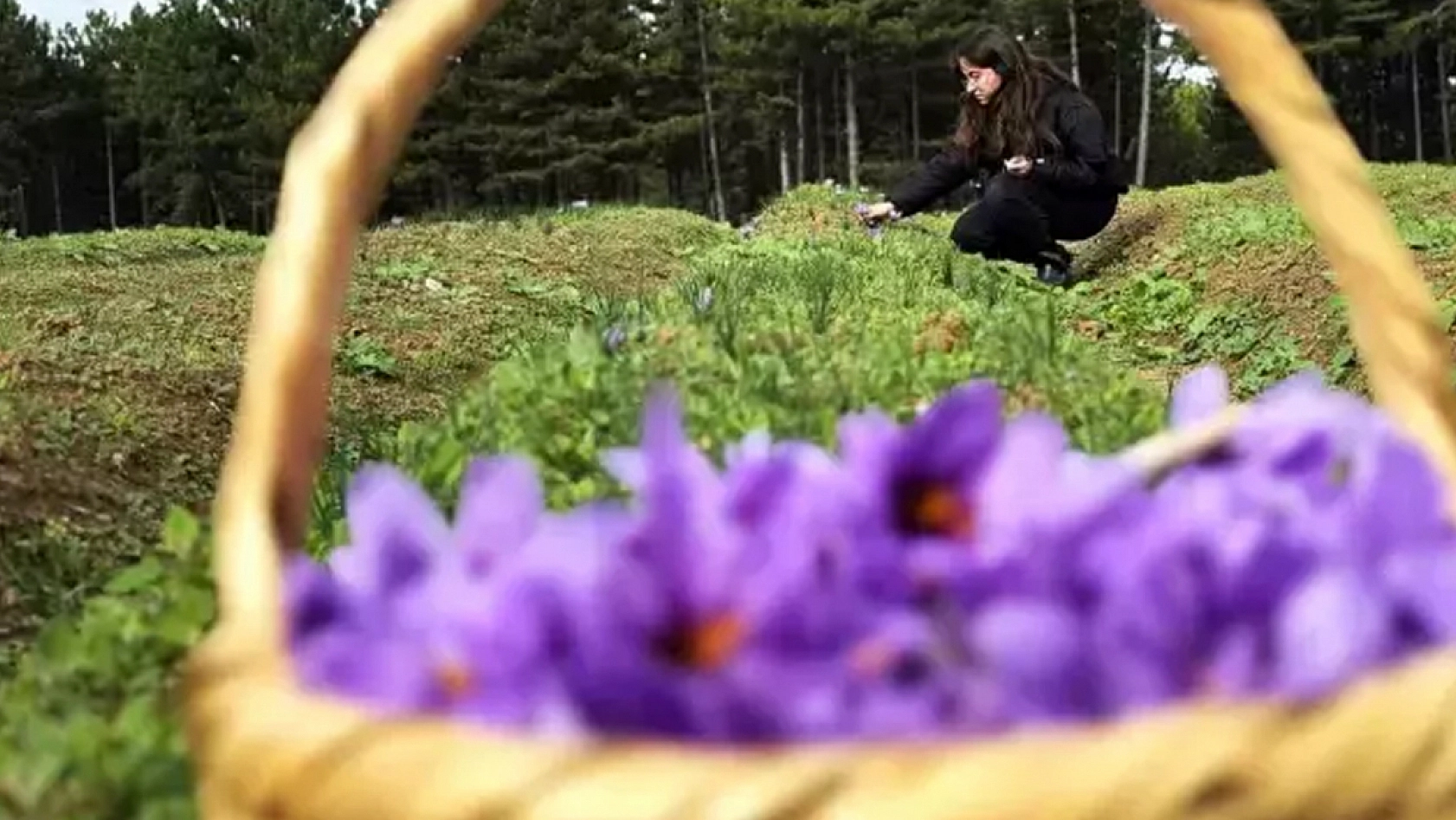 Gramı 600 TL'ye dayanan ürünün hasadı başladı