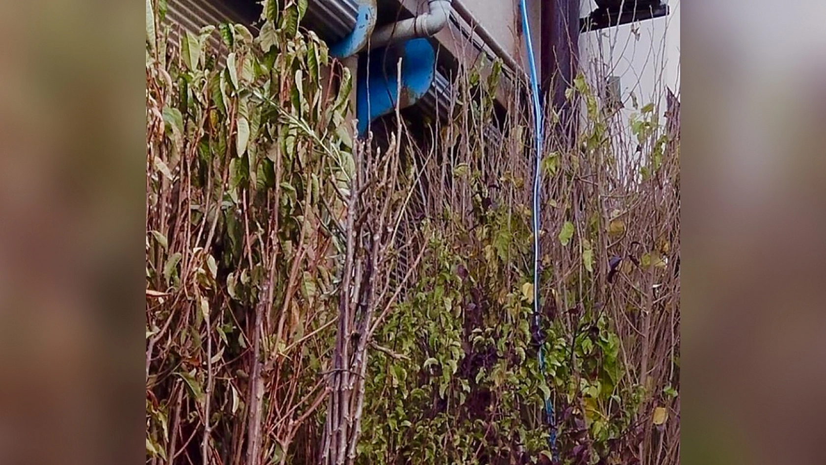 Elazığ dikim zamanı, sertifikasız ürünlerle zaman kaybetmeyin