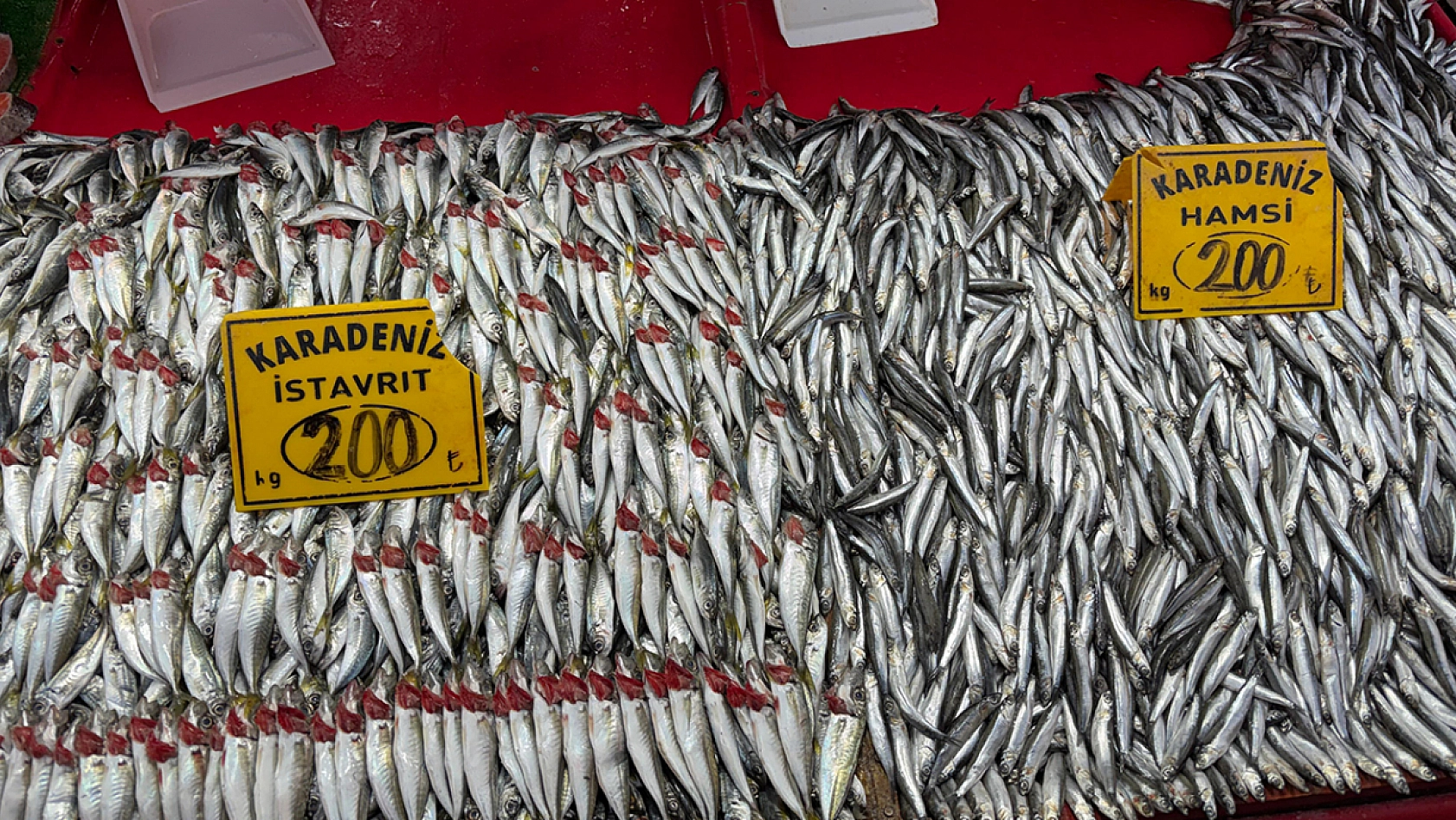 Elazığ'da Balık Azaldı, tezgahlarda durgunluk yaşanıyor