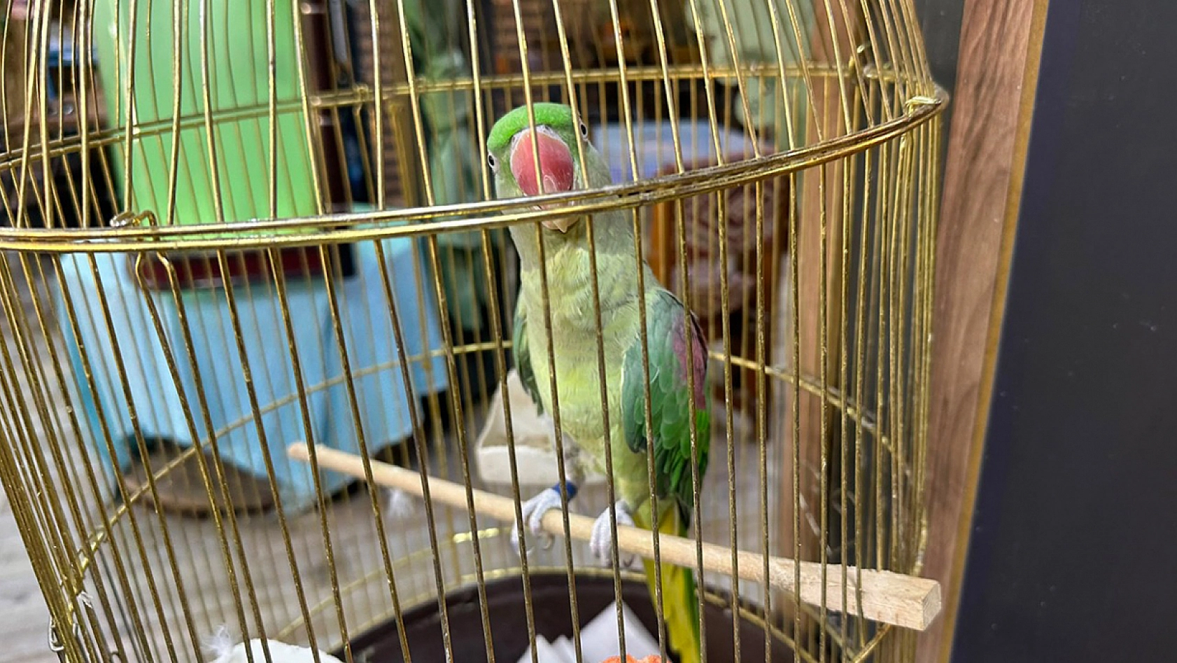 Köfte yemek  İçin Geliyorlar, Timsah Balığını Görmeden Gitmiyorlar