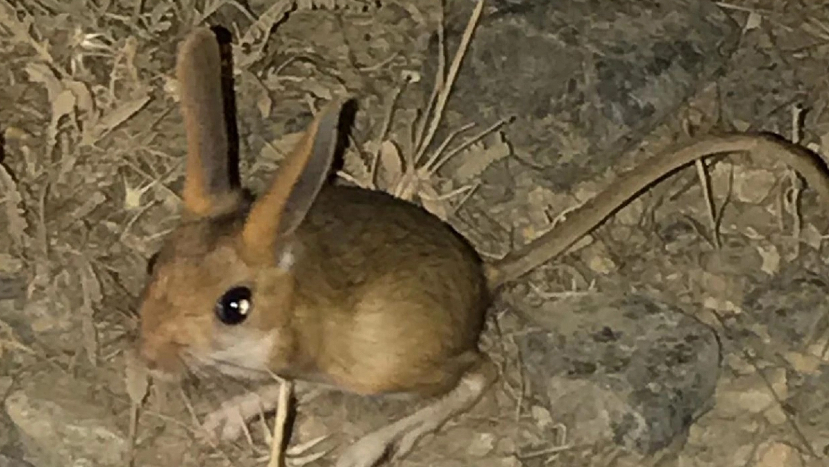Dünya'nın en ilginç 19 hayvanından biri Elazığ'da görüldü: Görenler direkt bunu yapıyor