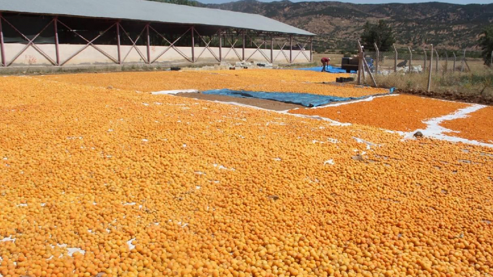 Tarla fiyatı konuşulurken tezgahta 'gram altın fiyatına' satılan kayısı için bakanlık harekete geçti!