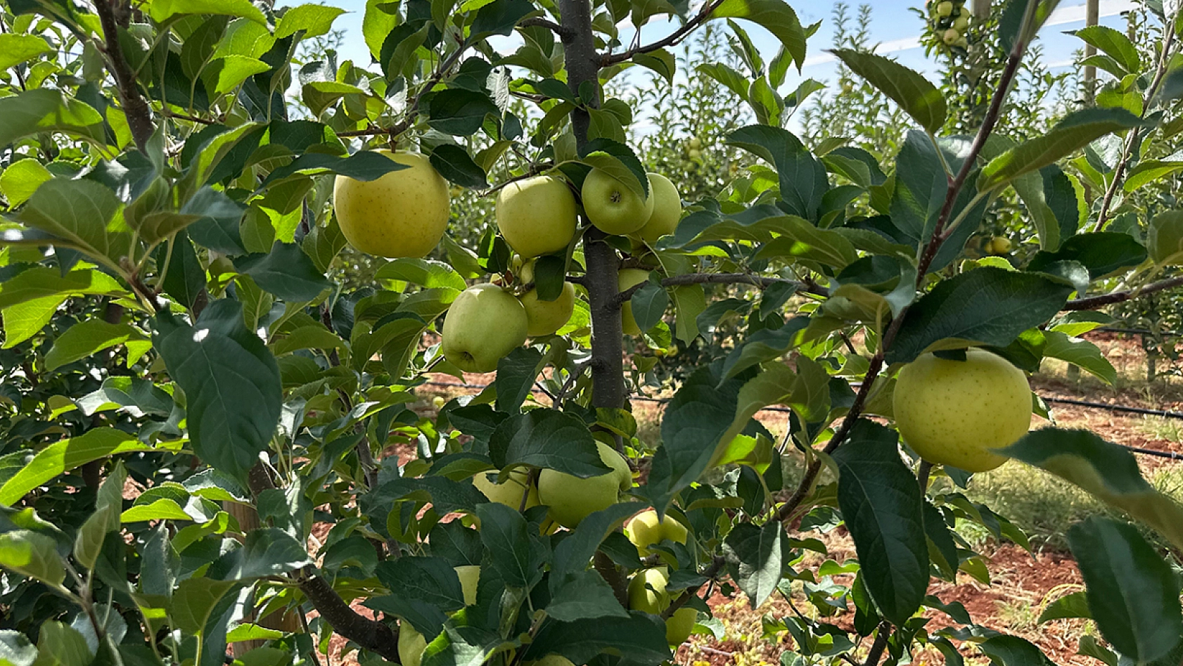 Komşu ilde hasat zamanı Tarlada 10 markette 40 TL