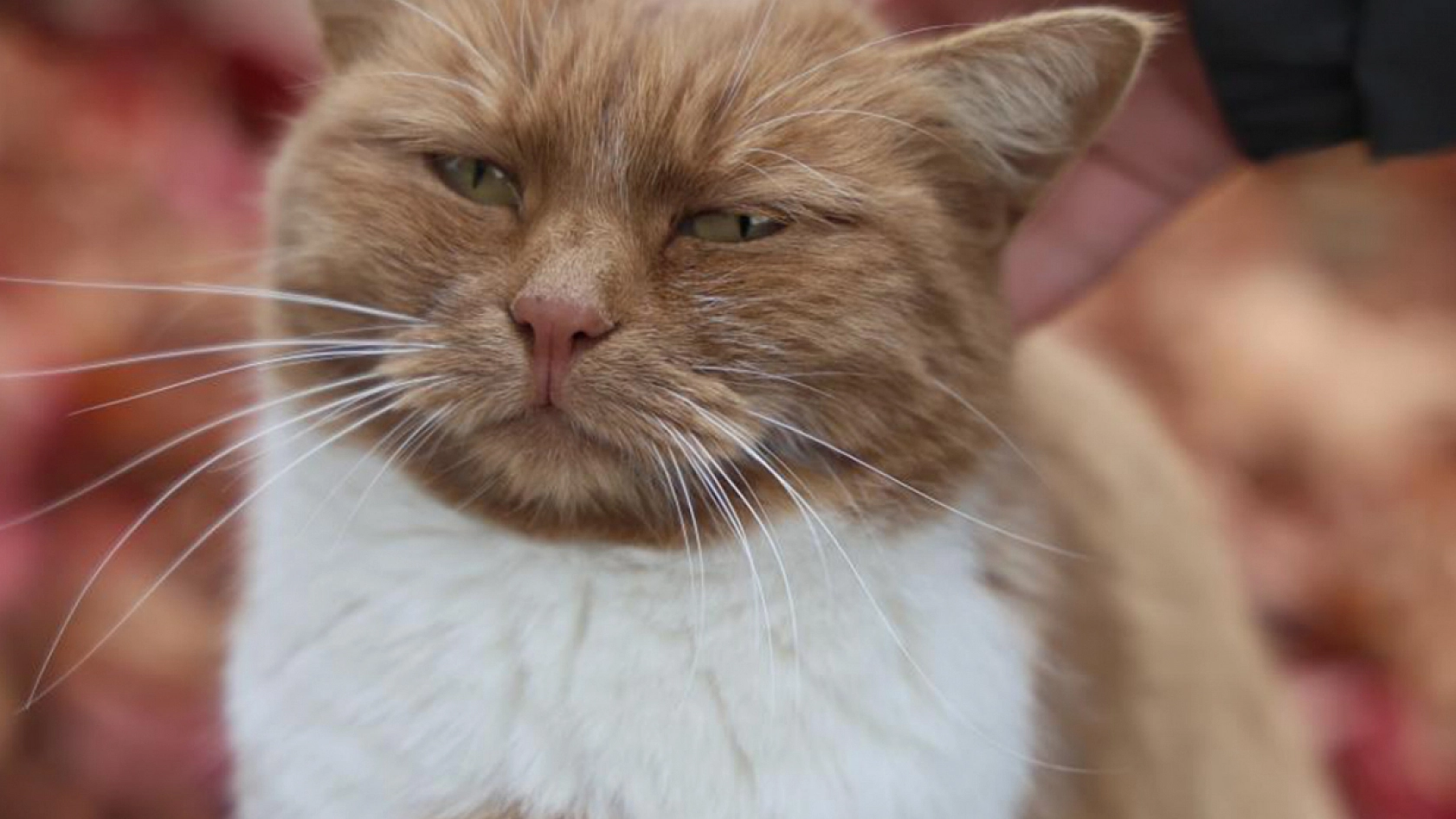 Harput'un gülen yüzleri kameralara yansıdı