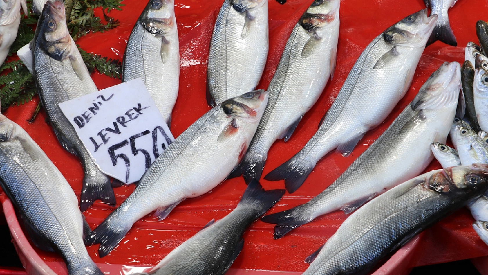 Elazığlı vatandaştan balık fiyatlarına tepki: 'Bunun pulları altından mı'