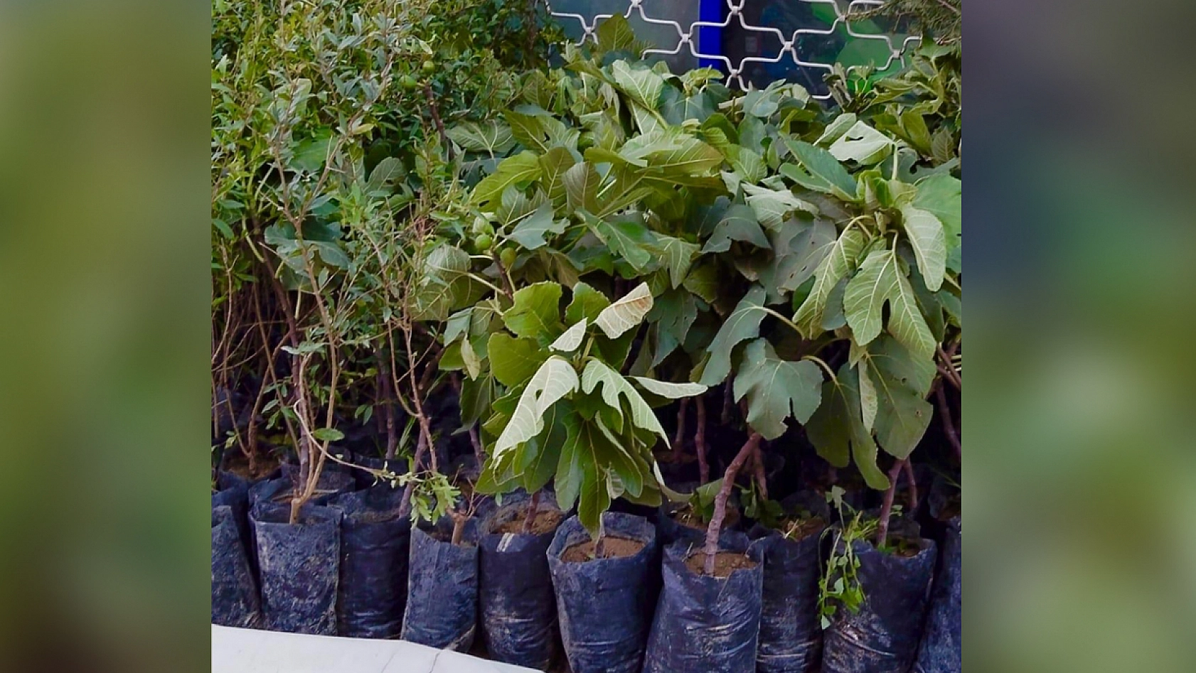 Elazığ dikim zamanı, sertifikasız ürünlerle zaman kaybetmeyin