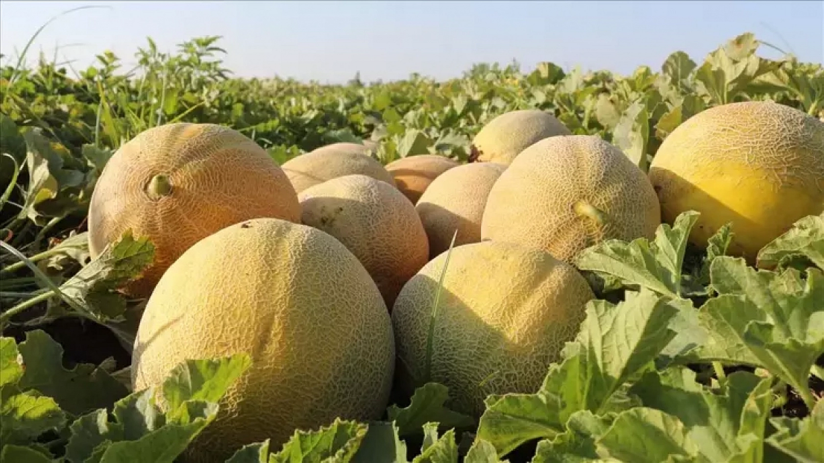 Elazığ'da Uygun Fiyata Muhteşem Lezzet Fırsatını Kaçırmayın!