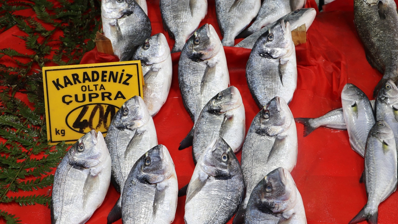 Elazığlı vatandaştan balık fiyatlarına tepki: 'Bunun pulları altından mı'