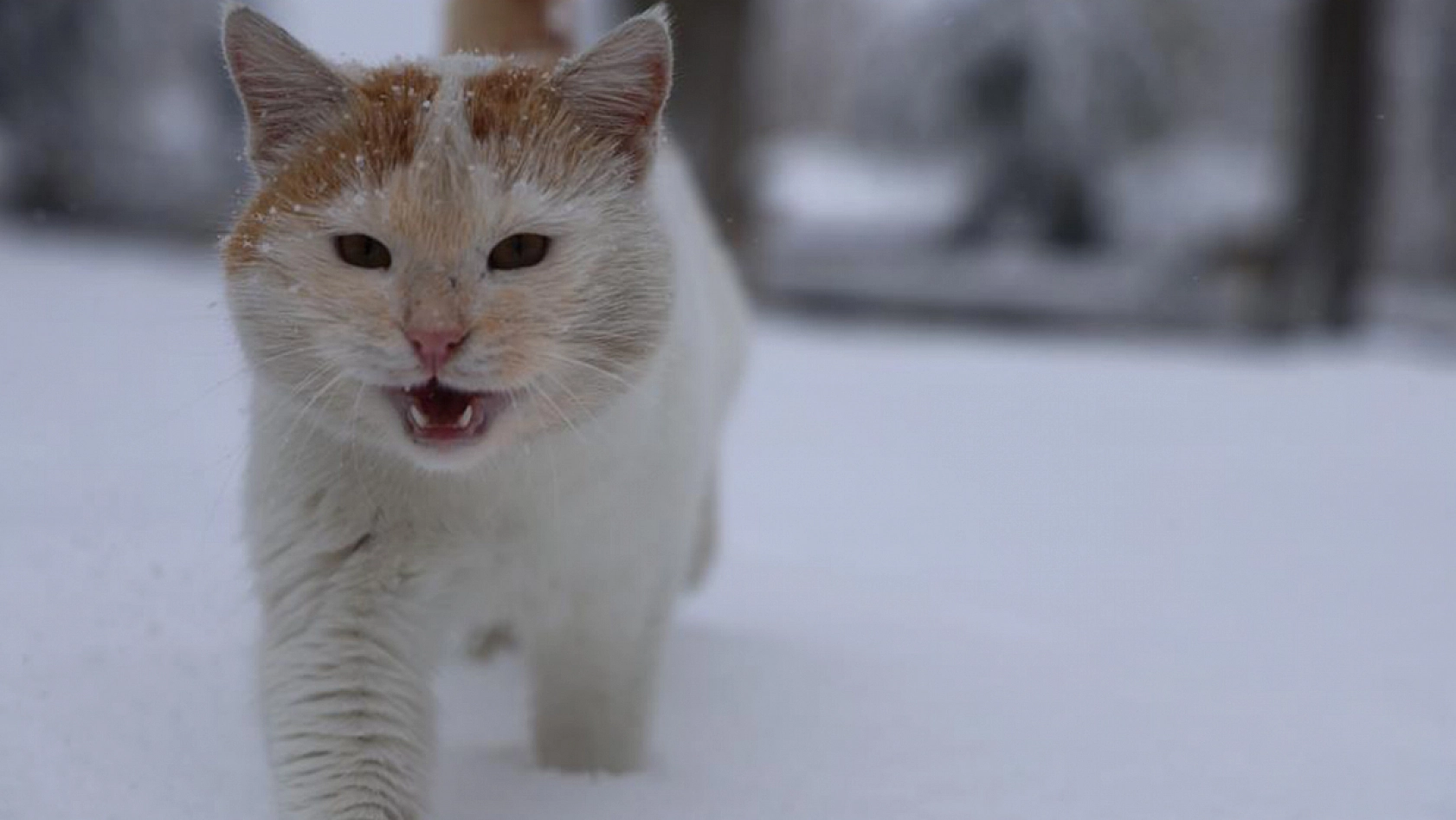 Harput'tan muhteşem görüntüler