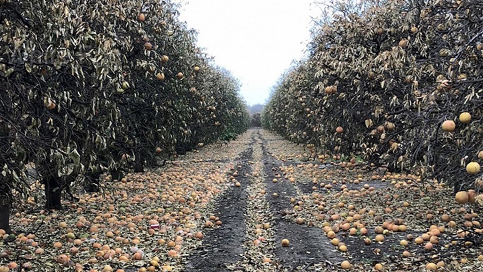 Elazığ'da çiftçilerin kurtuluş reçetesi!