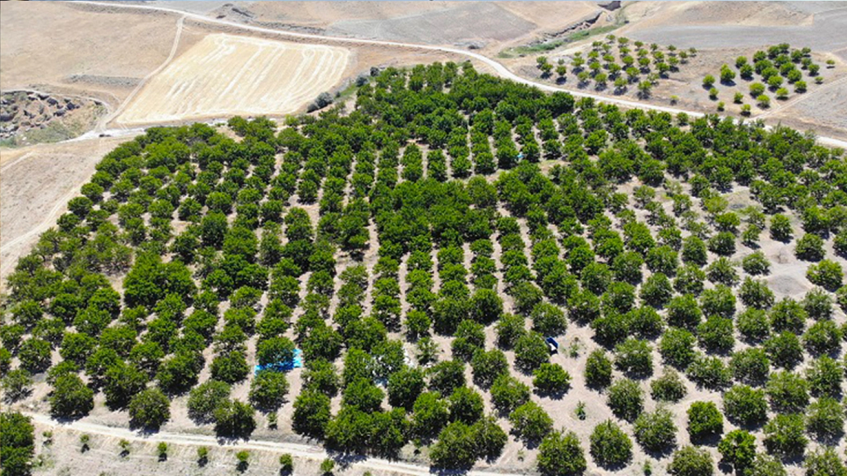 Elazığ'dan dünyaya kapış kapış satılıyor: Şifaları saymakla bitmiyor