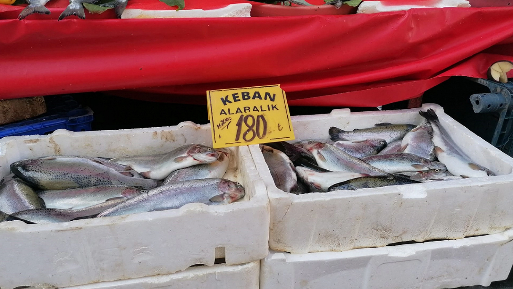 Elazığ'da güncel balık fiyatları