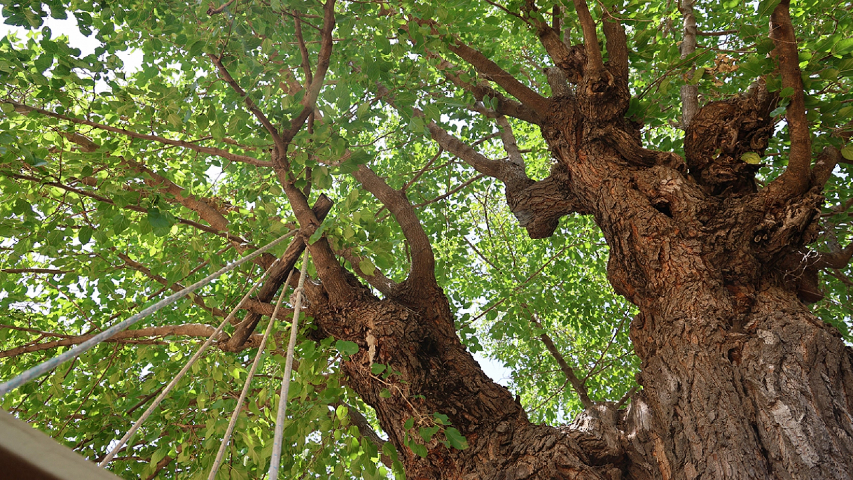 Palu'nun göz bebeği 500 yıla meydan okuyor