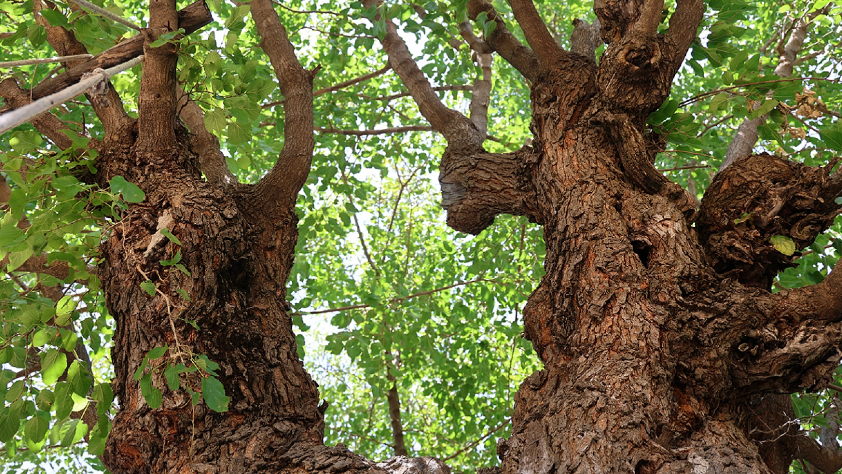 Palu'nun göz bebeği 500 yıla meydan okuyor