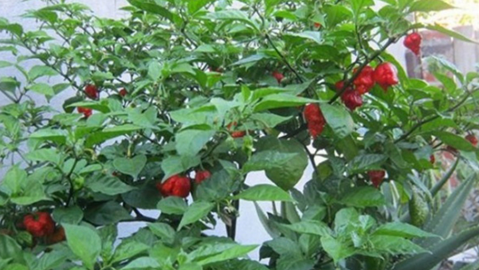 Acı tüketenleri üzecek haber!