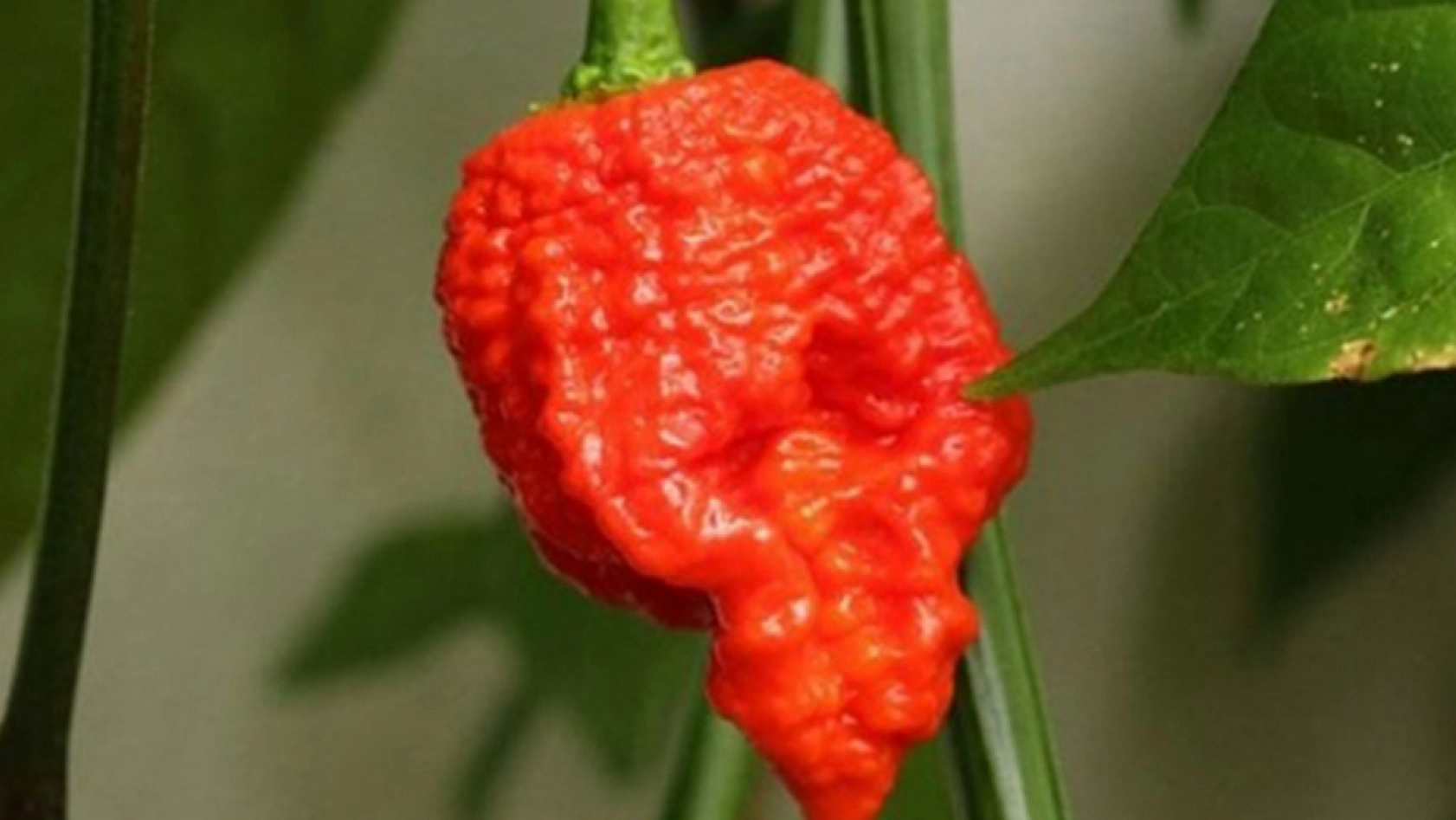 Acı tüketenleri üzecek haber!