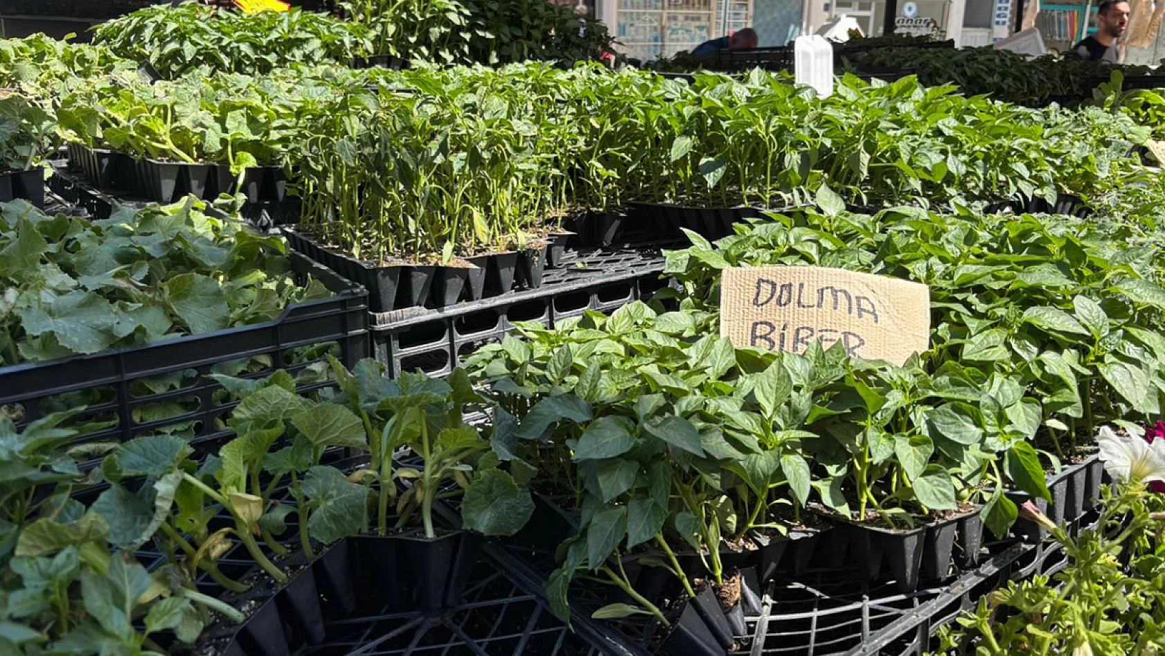 Elazığ'dan dünyaya ata mirası
