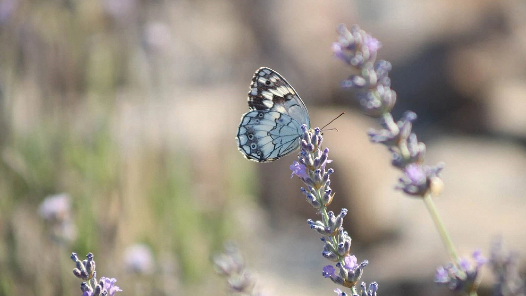 Elazığ'da lavanta ve kelebek buluşması