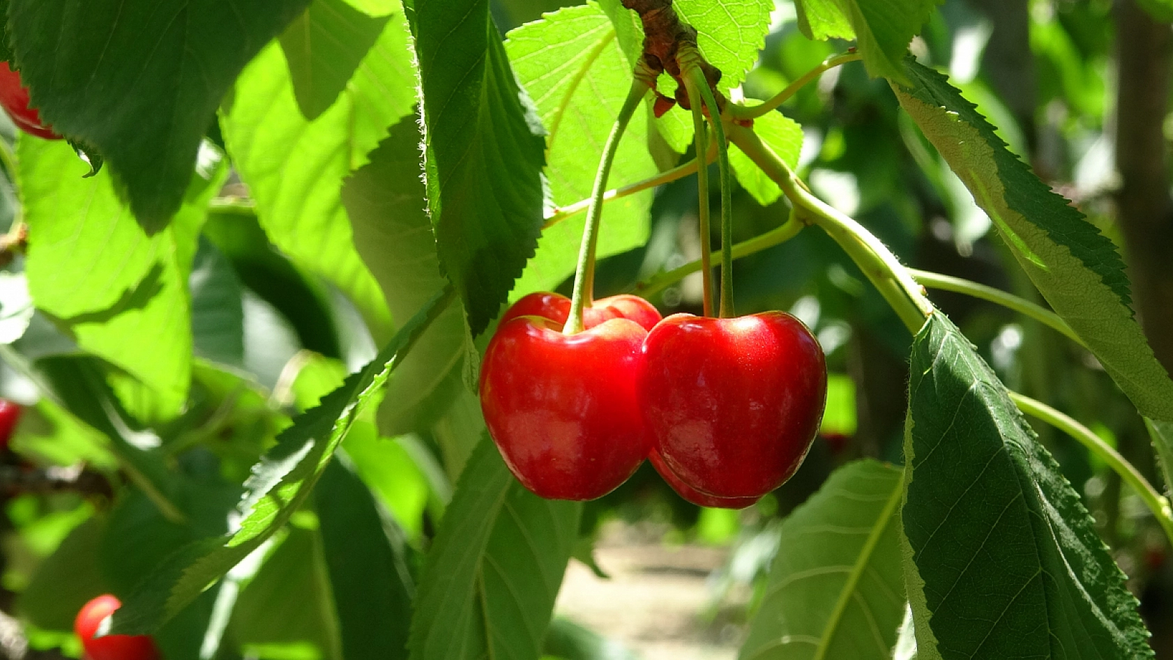 Elazığ'da İş Arayanlar Dikkat! Hemen Yanı Başımızda Günlük 2 Bin TL'ye İşçi Bulunamıyor