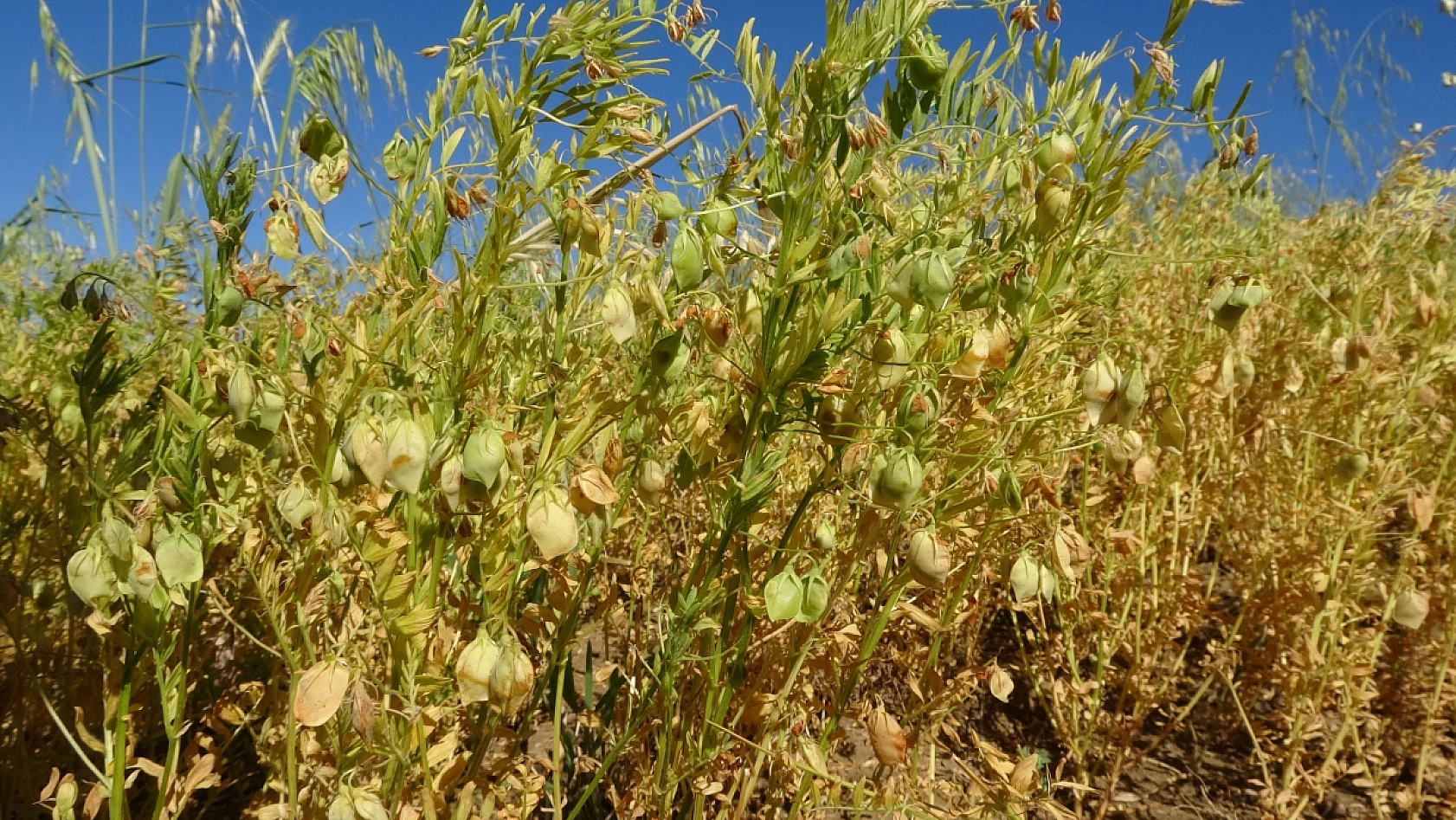 Aylıkları 45 Bin Liraya Geliyor, Ancak Sayıları Her Geçen Yıl Azalıyor