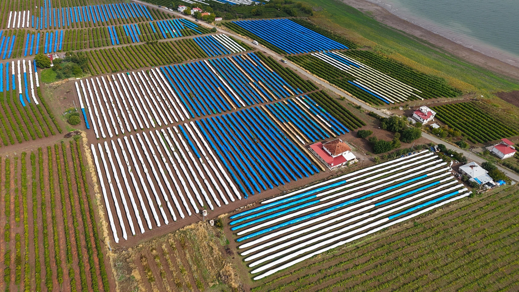 Elazığ'da 'Ağın Beyazı' üzümünde hasat mesaisi sürüyor