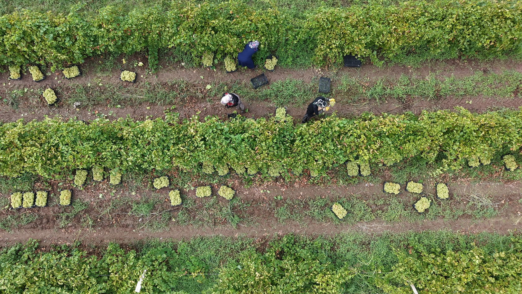 Elazığ'da 'Ağın Beyazı' üzümünde hasat mesaisi sürüyor