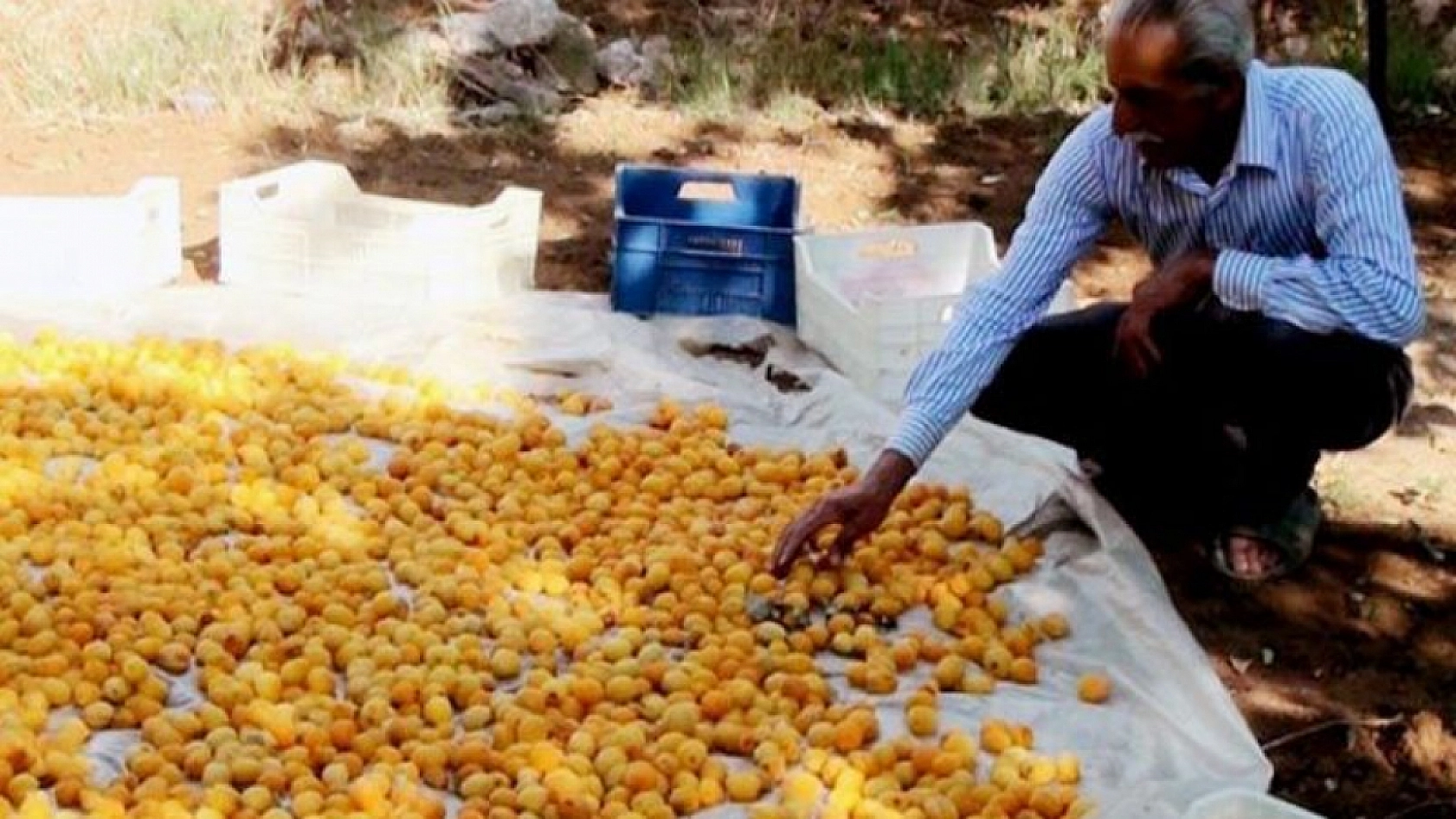 Elazığ'da Özellikle Baskillileri Sevindirecek Müjdeli Haber!
