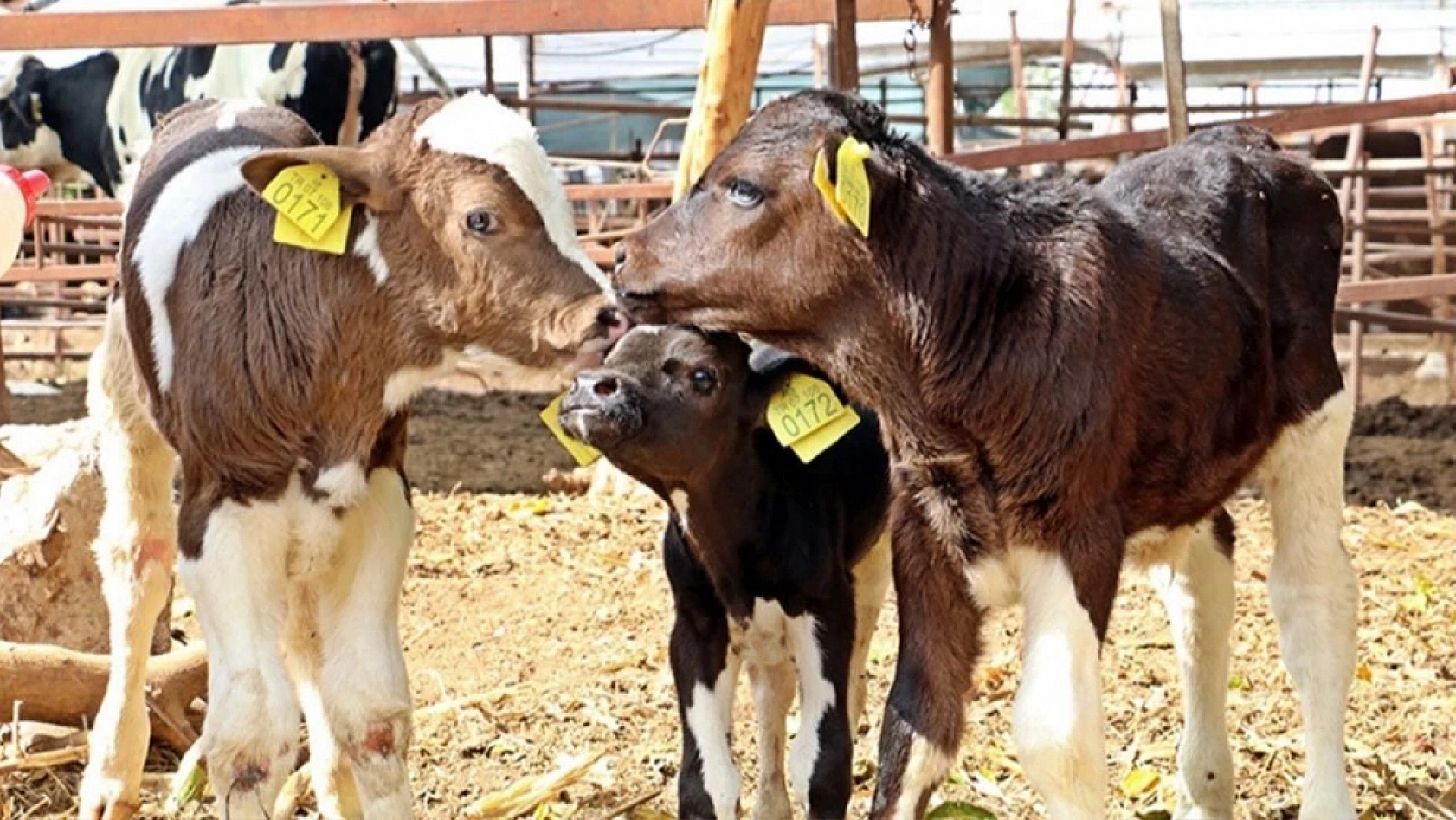 Ödemeler Hesaplara Yatırıldı: Elazığlılar, Hesaplarınızı Kontrol Edin!