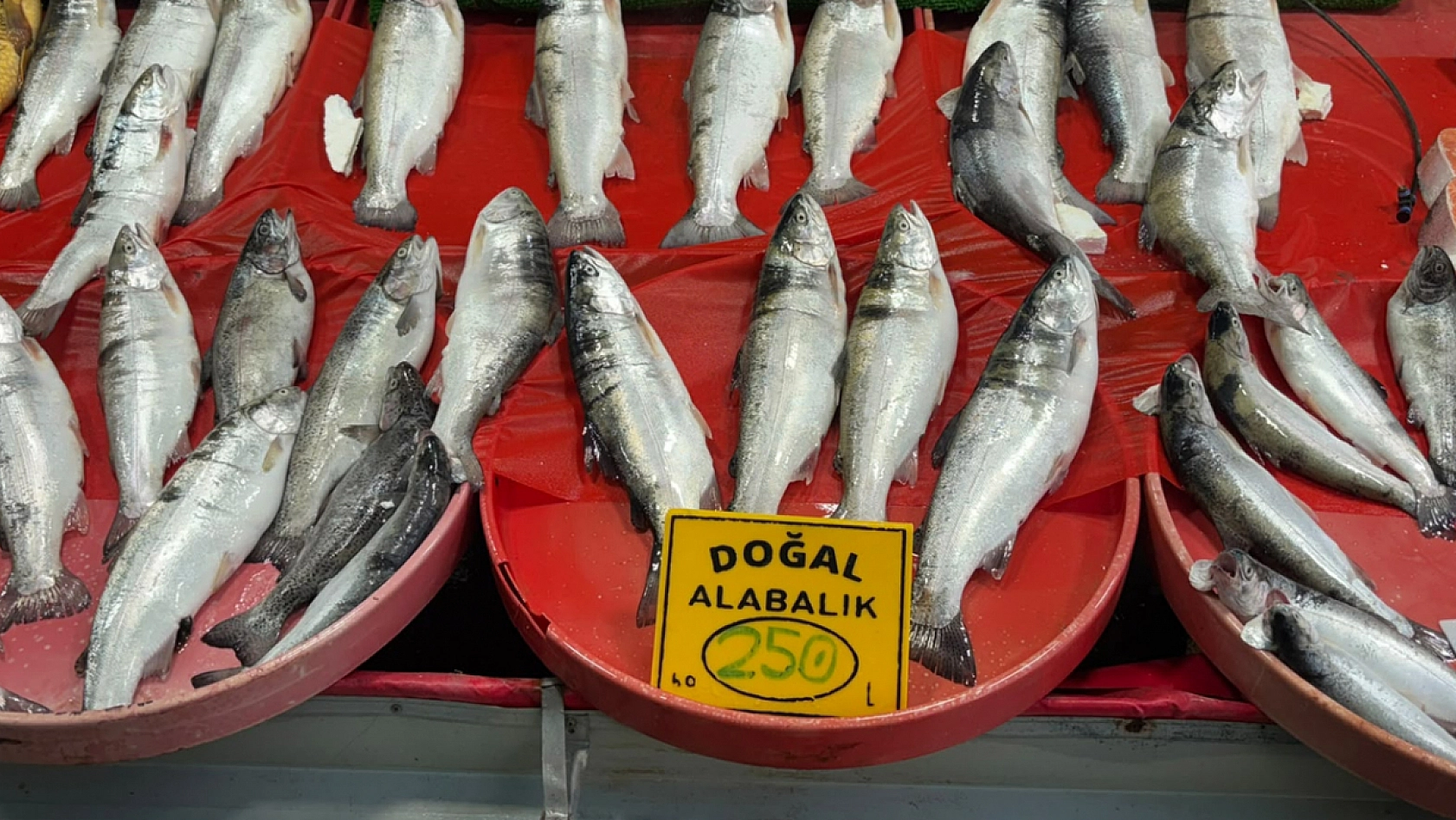 Elazığ'da yerli balık sezonu açıldı, satışlar beklenen düzeyde değil