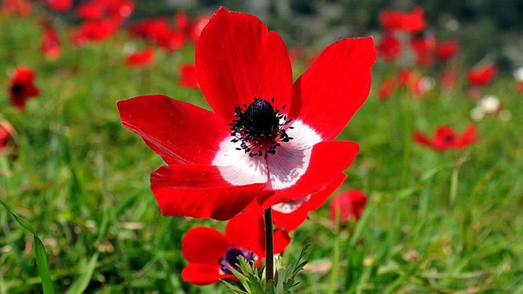 İlk cemre ne zaman düşecek? 2026 cemre tarihleri...