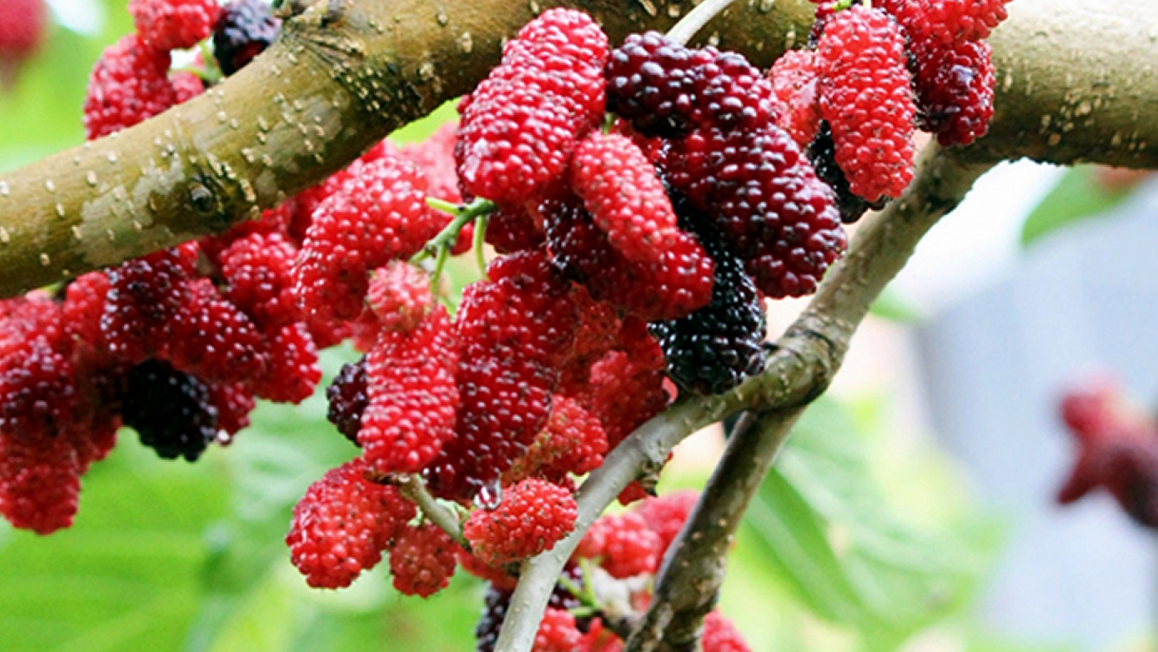 Elazığ'da tüketmeyen kalmasın: Tam bir şifa deposu!