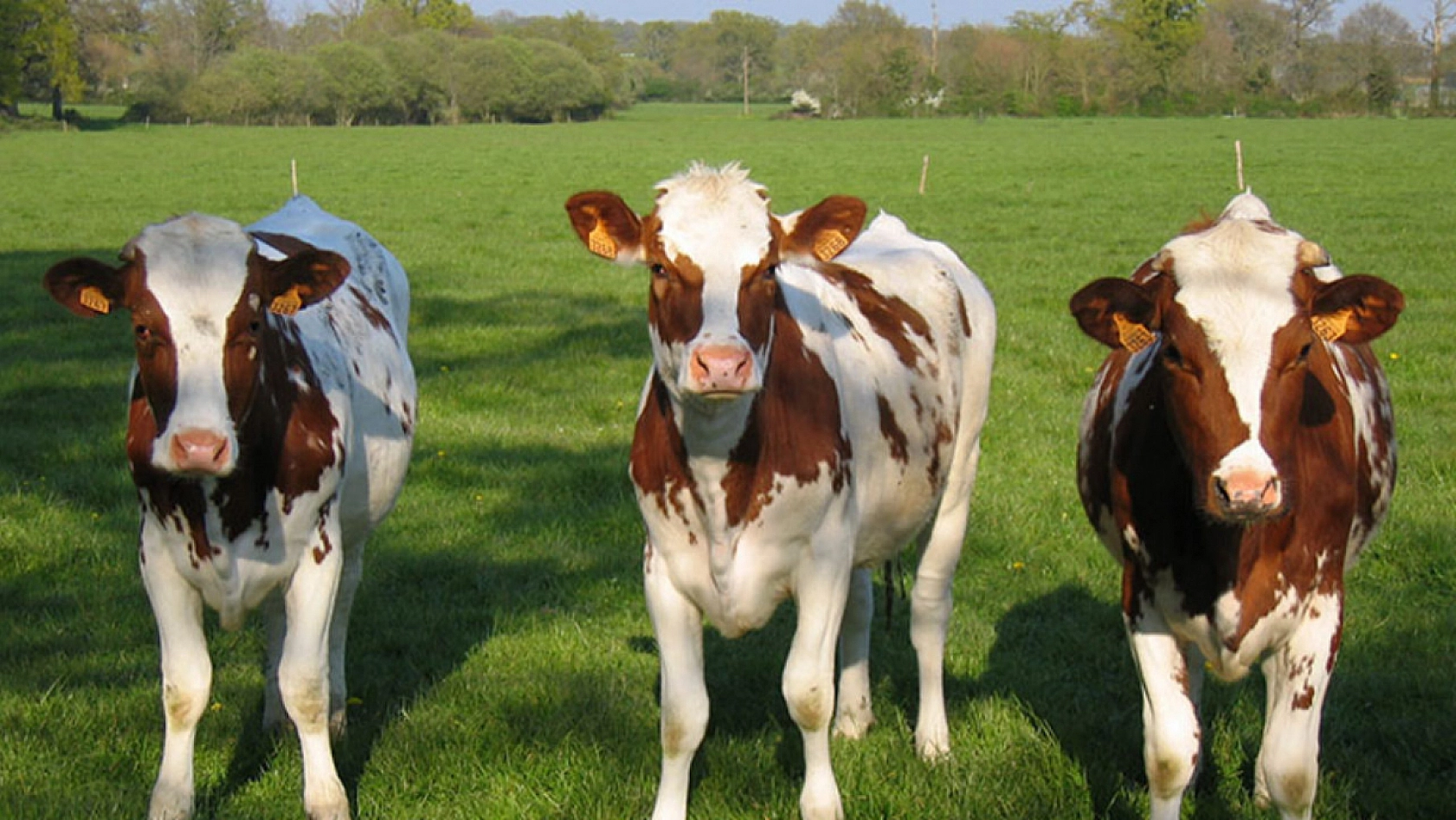 Ödemeler Hesaplara Yatırıldı: Elazığlılar, Hesaplarınızı Kontrol Edin!