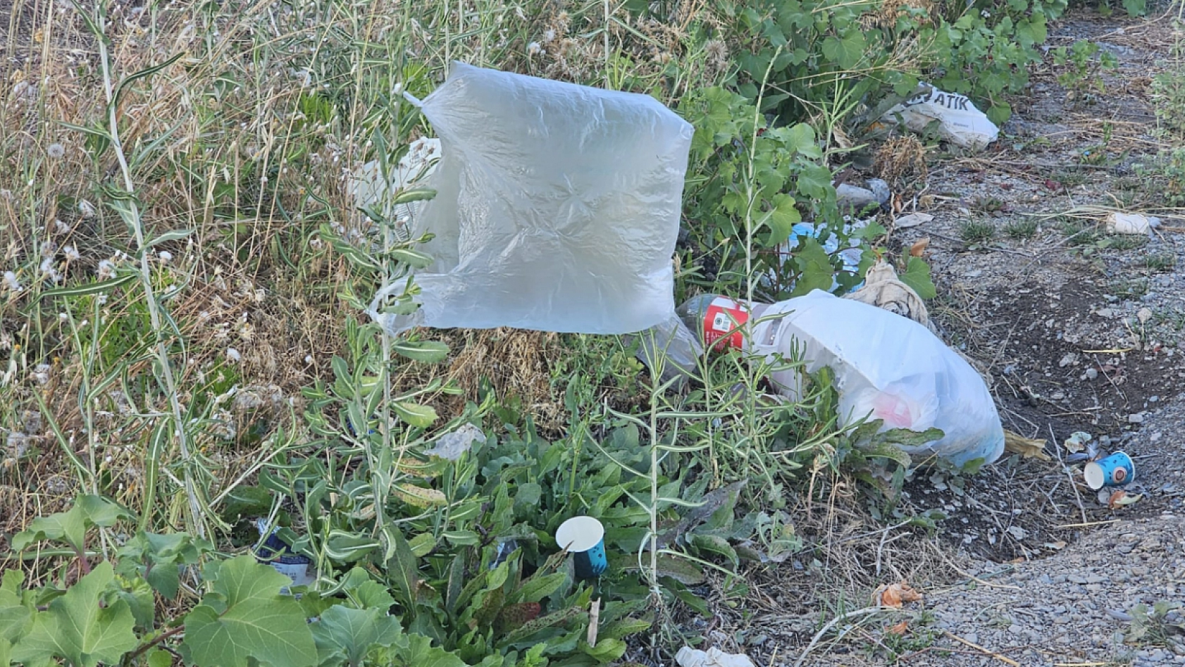 Hazar Gölü'nde çevre felaketi!