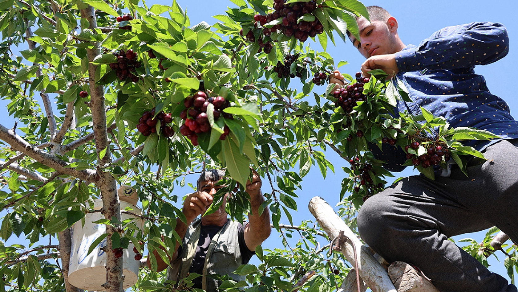 Elazığ'da donu unutturan kiraz hasadı