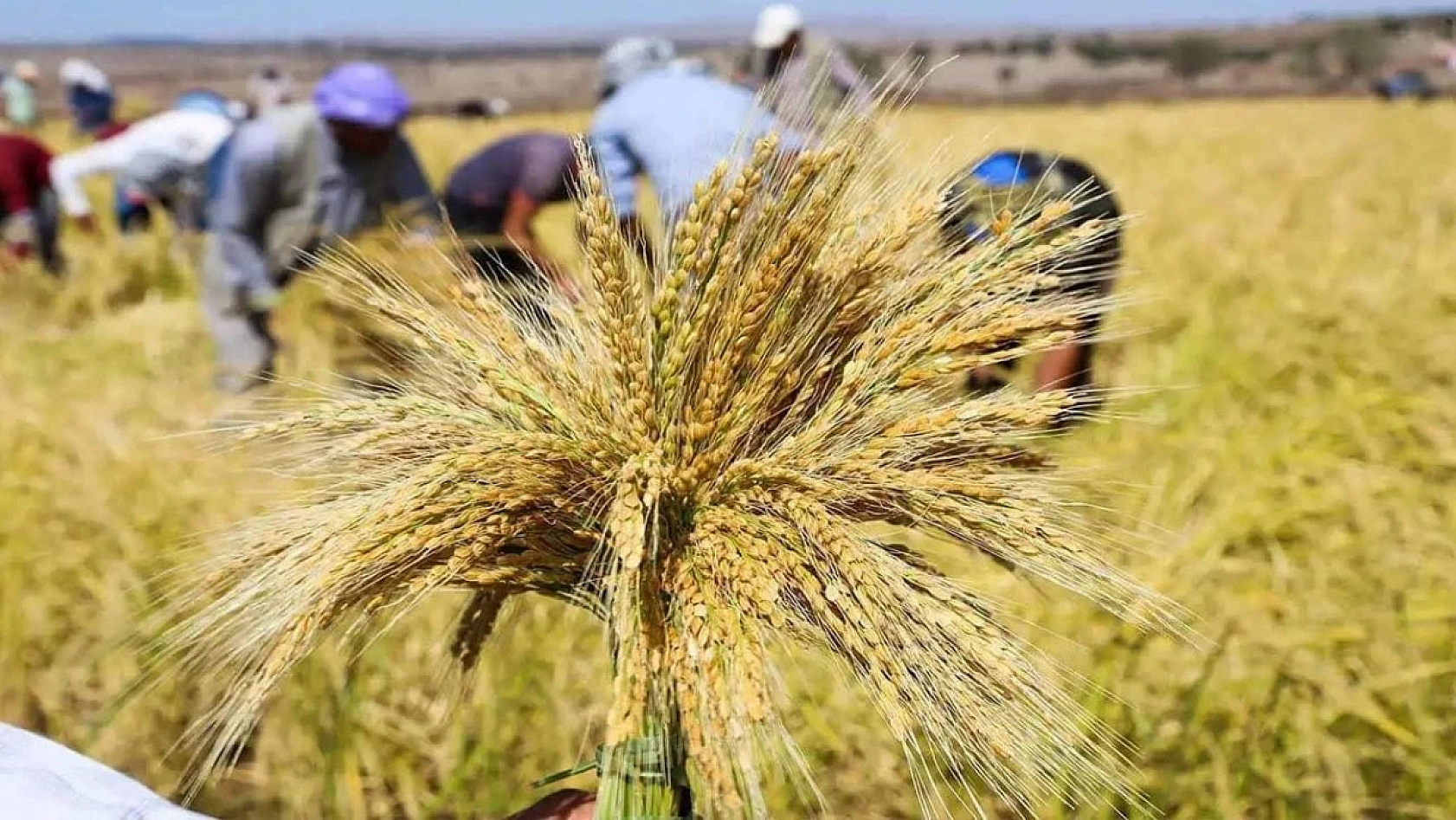 2026 yılı çeltik alım fiyatları açıklandı