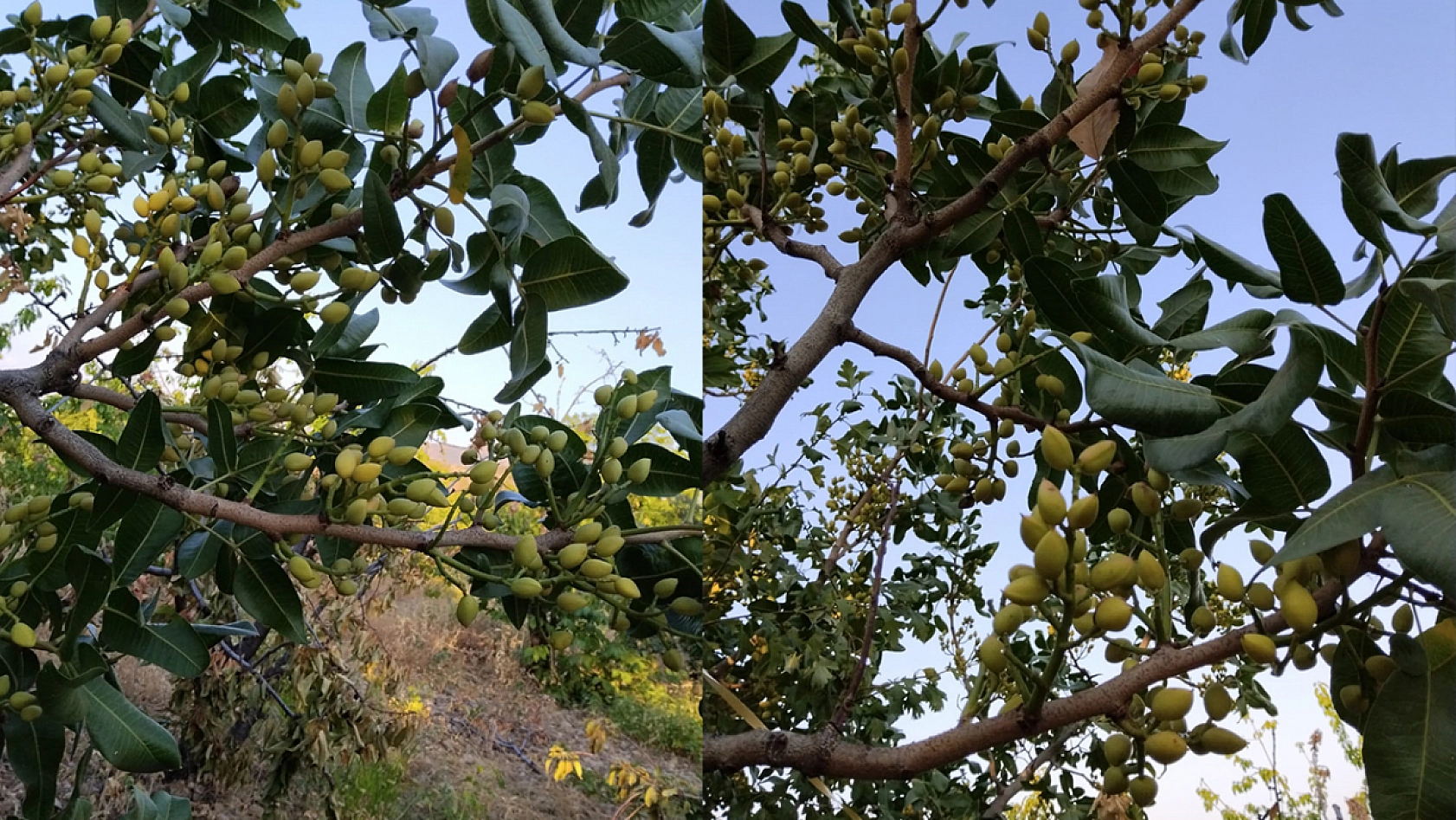 Elazığ'da artık o ürün de yetişiyor: üreticisinden tüyolar